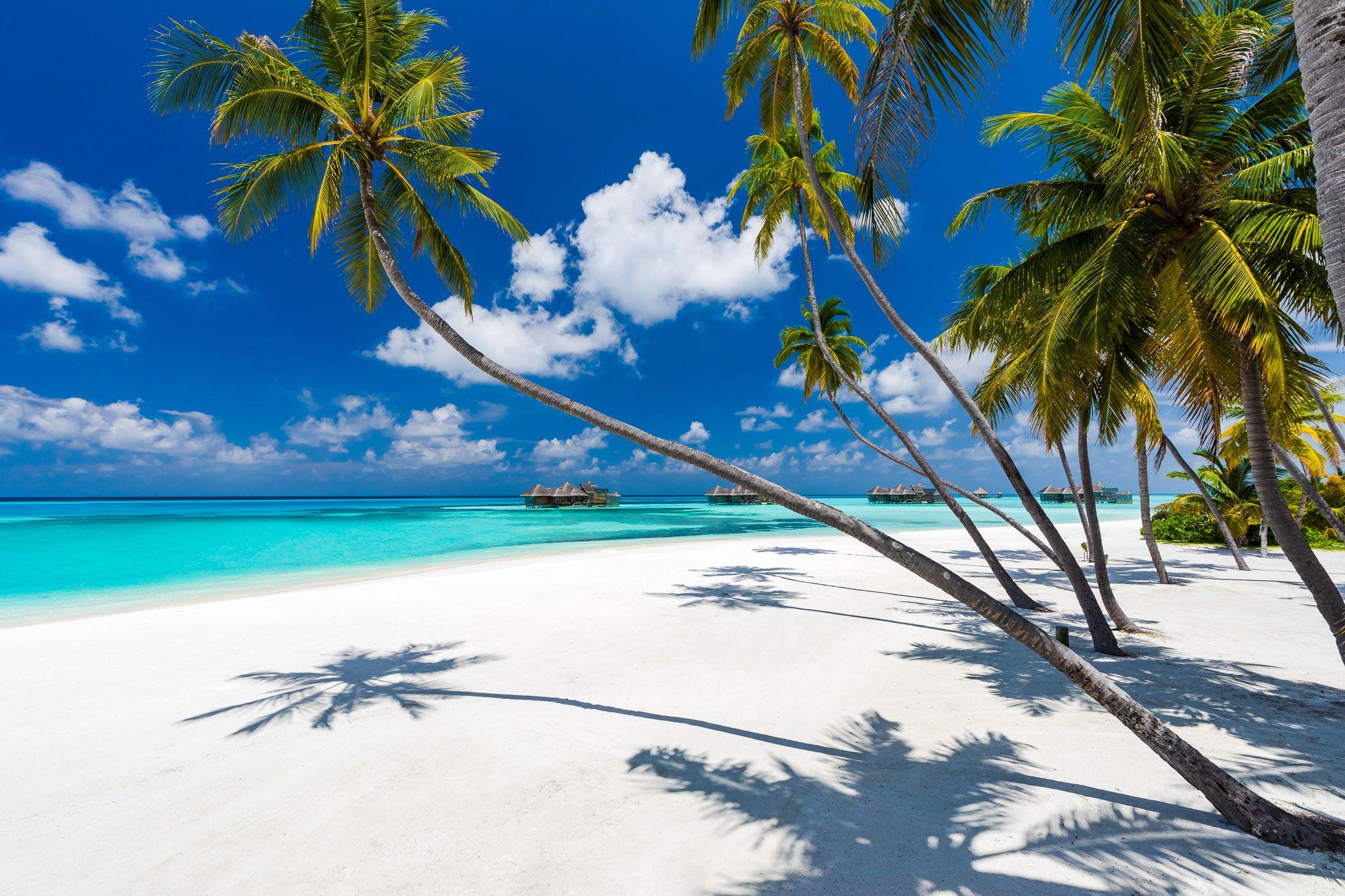 Tropical beach with palm trees and clear turquoise water